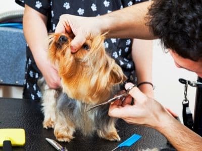 Formación gratuita en peluquería canina para desempleados